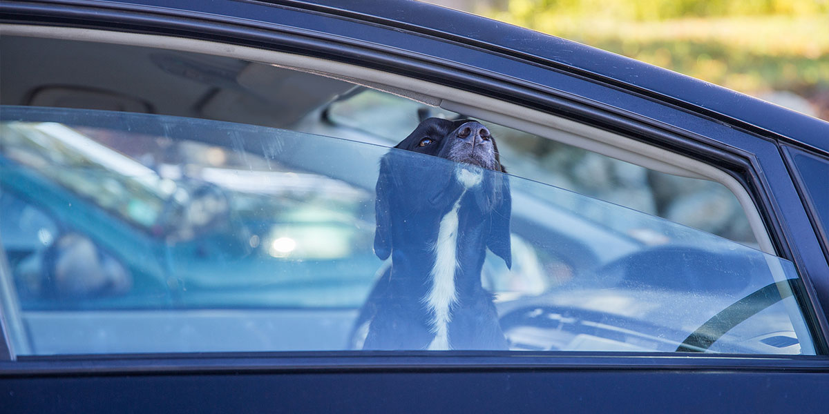 black dog in car with cracked window in the summer heat